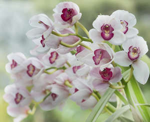 Белые орхидеи