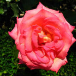 Как ухаживать за розами весной: обработка, подкормка и обрезка цветов