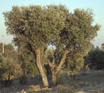 Дерево маслина