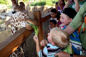 Дети кормят жирафа в зоопарке