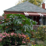 Узнайте, как выращивать «садовую пальму» на даче (советы начинающим)