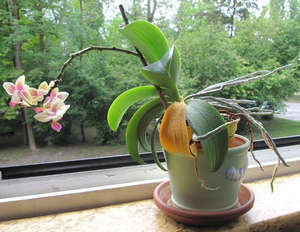 Орхидея с желтым листом на окне