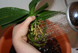 Промывка корней орхидеи