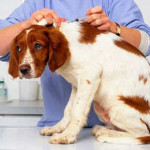 Собачья чумка: первые признаки и профилактика лечения