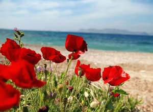 Весенние красные цветы на острове Крит