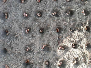 Высадка семян клещевины в землю