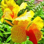 Канны — простой способ украсить сад роскошными цветами
