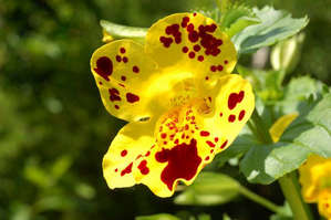 Цветок гибридного губастика