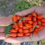 Как вырастить ягоду годжи (фото и видео)