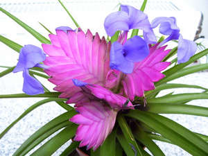 Красивые синие цветы тилландсии