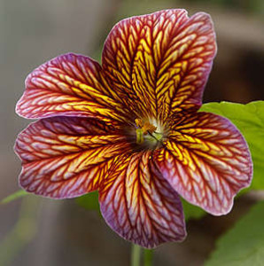 Садовый цветок сальпиглоссис