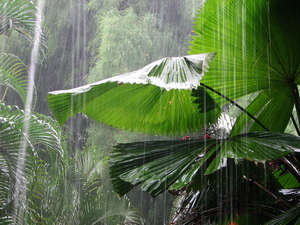 Тропический дождь