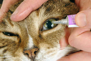 Воспаление глаз у кошки