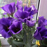 Как вырастить лизиантус дома или в саду (фото и видео советы по уходу)