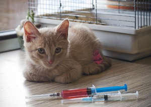 Котенок и лекарства в шприцах