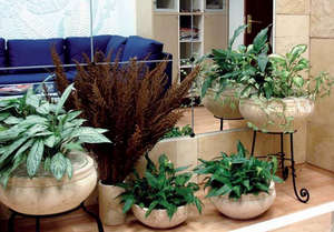 Растения в офисе
