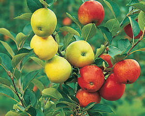 Разные сорта яблони на ветке