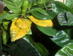 Желтые листья у эсхинантуса