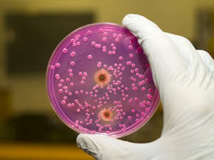 Бактерии в пробирке