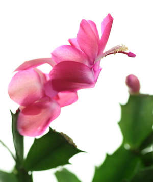 Цветок Шлюмбергера