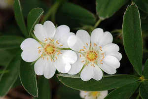 Цветы лапчатки белой