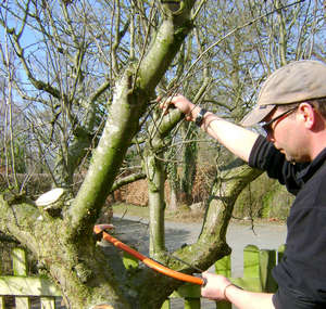 Мужчина обрезает дерево