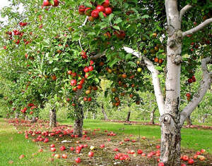 Сад с яблонями
