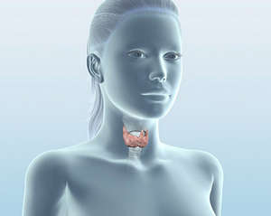 Щитовидка человека