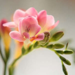 Африканский цветок Фрезия — выращивание в открытом грунте и дома