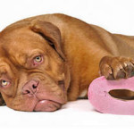Диарея у собаки: причины, симптомы, способы лечения
