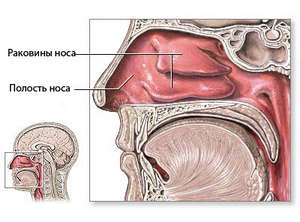 Анатомия носовой полости