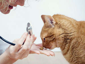Кошка с ветеринаром