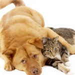 Как определить первые стадии рака молочных желез у кошек и собак