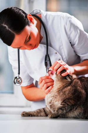Ветеринар осматривает зубы кошки