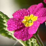 Цветы примулы — когда сажать, как ухаживать в условиях сада