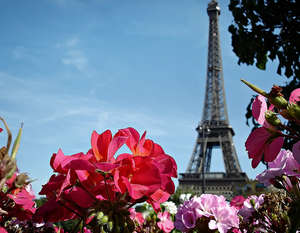Цветы на фоне Эйфелевой башни