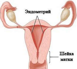 Эндометрий в матке