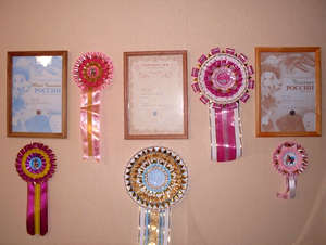 Награды и дипломы на стене