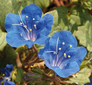 Синие цветы фацелии
