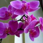 Как размножить орхидею дома и обеспечить саженцам должный уход