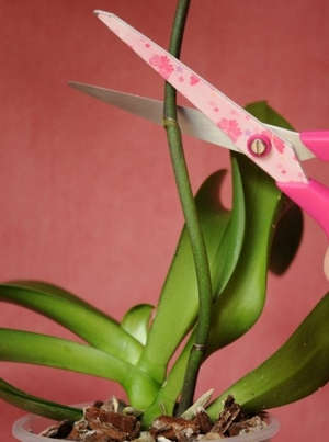 Верхний черенок орхидеи