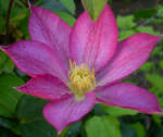 Цветок Александрит пурпурного цвета