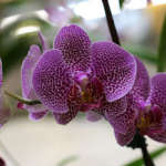 Основные способы полива орхидей