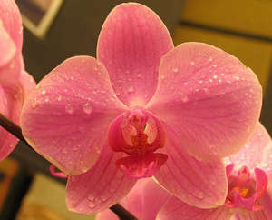 Орхидея фаленопсис с каплями воды