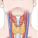 Образ жизни при гипотиреозе щитовидной железы