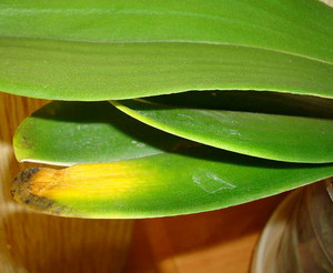 Желтые пятна на листьях орхидеи