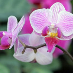 Что делать, чтобы у орхидеи появились цветы?