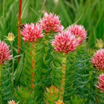 Уникальное растение красная щетка – что лечит и как применять?