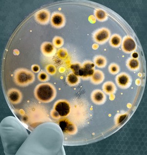 Бактерии в руках
