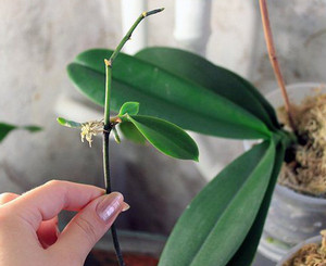 Детка орхидеи в руке
